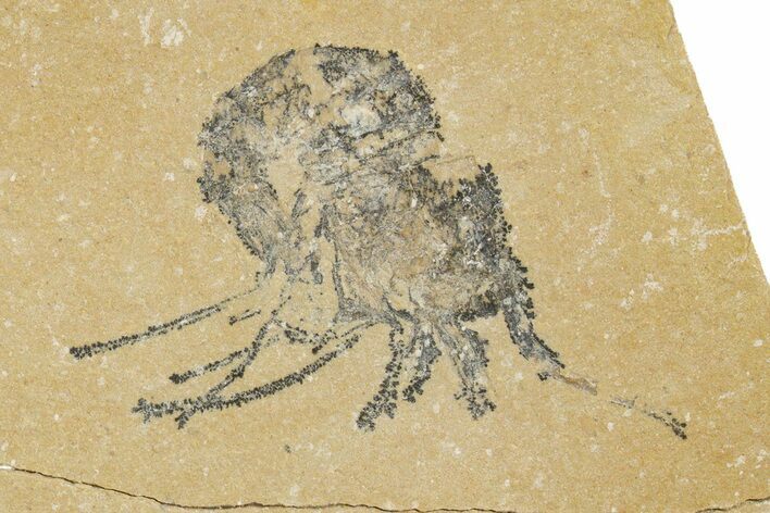 Cretaceous Fossil Shrimp - Lebanon #323712